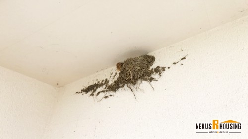 家の上の方に出来てしまった鳥の巣